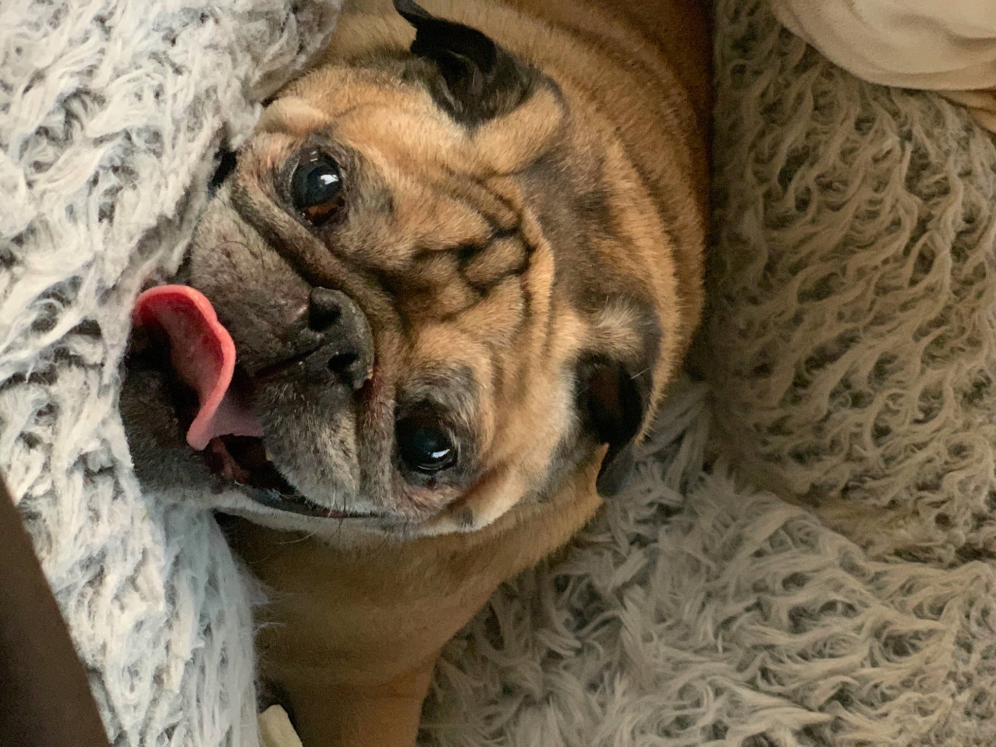 Castle joined the competition — help win amazing prizes! ancient_dog_breeds, canidae, carnivore, comfort, companion_dog, dog, dog_breed, dog_supply, fawn, fur, non_sporting_group, snout, sporting_group, terrestrial_animal, toy_dog, whiskers, wood, working_animal, working_dog, wrinkle