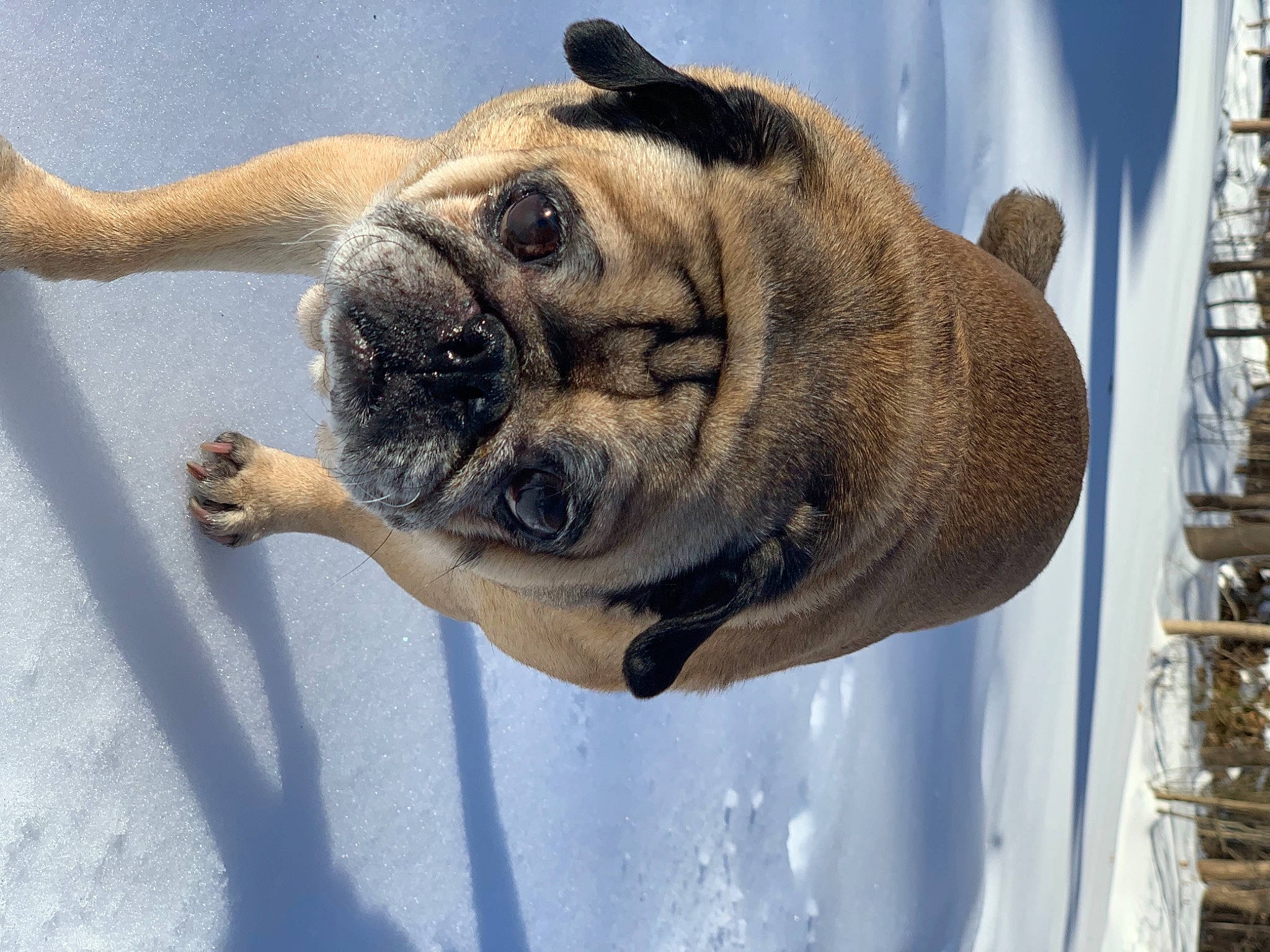 Castle joined the competition — help win amazing prizes! canidae, carnivore, collar, companion_dog, dog, dog_breed, dog_collar, fawn, guard_dog, jaw, molosser, snout, sporting_group, terrestrial_animal, water, whiskers, window, working_animal, working_dog, wrinkle