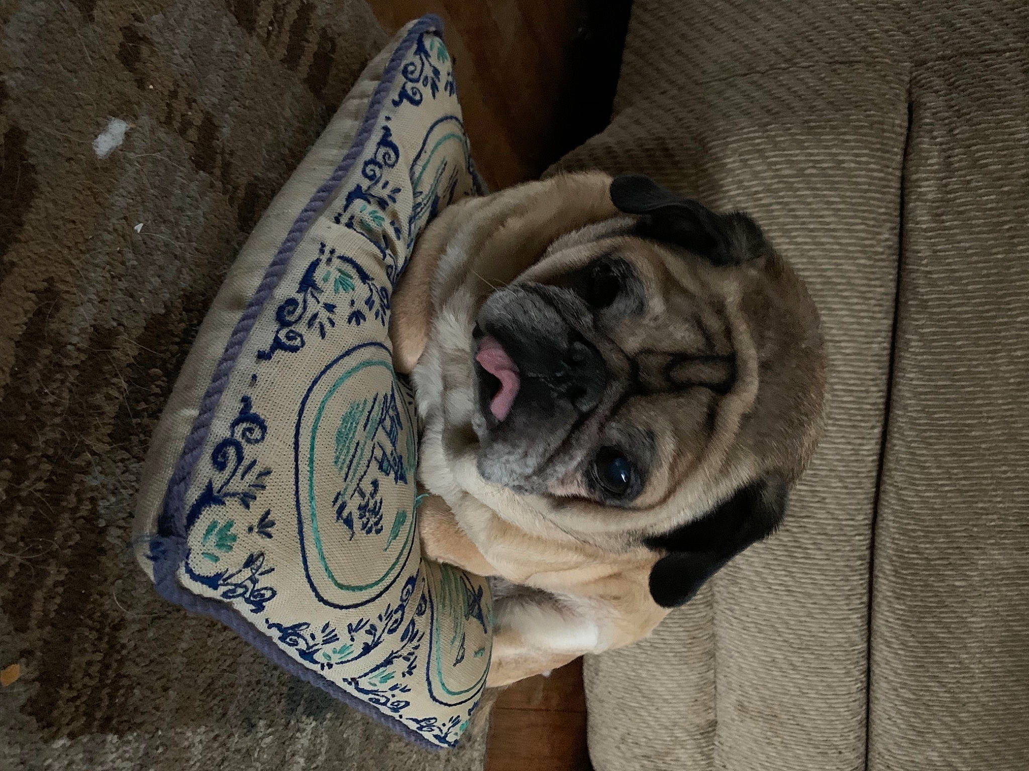 Castle is registered to the contest to win money with this photo: blue_and_white_porcelain, carnivore, comfort, companion_dog, dishware, dog, dog_breed, fawn, floor, flooring, grey, pug, serveware, snout, sporting_group, toy_dog, whiskers, wood, working_animal, wrinkle