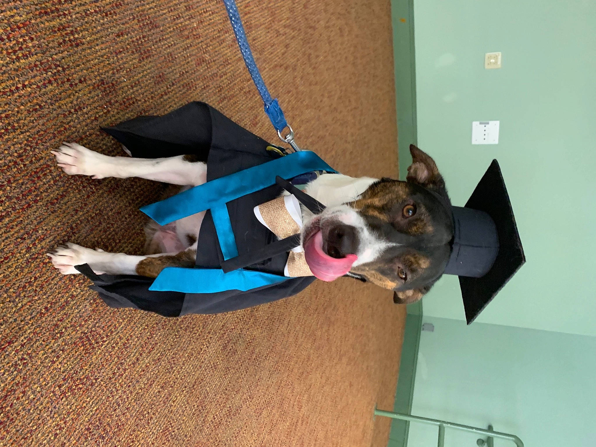 Dezzy is registered to the contest to win money with this photo: carnivore, collar, companion_dog, dog, dog_breed, dog_collar, dog_supply, fashion_accessory, flooring, leash, non_sporting_group, pet_supply, shadow, sporting_group, tail, working_dog