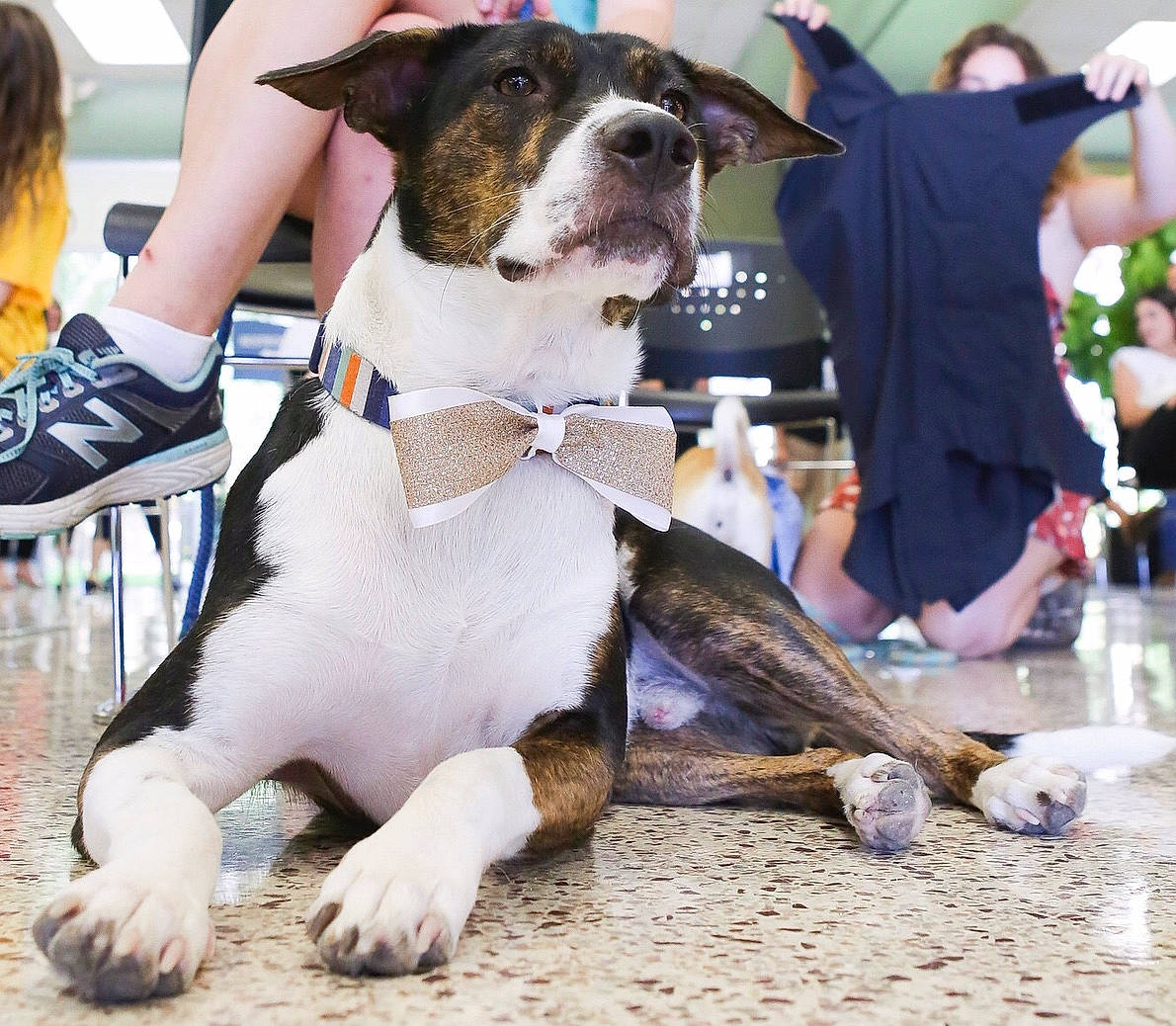 Dezzy is registered to the contest to win money with this photo: boston_terrier, canidae, carnivore, collar, companion_dog, dog, dog_breed, dog_collar, dog_supply, event, fawn, fur, hat, leash, mammal, non_sporting_group, paw, snout, vertebrate, working_animal