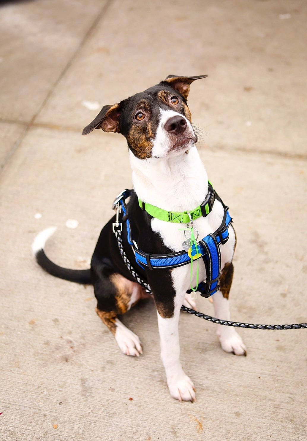 Dezzy joined the competition — help win amazing prizes! carnivore, collar, companion_dog, dog, dog_breed, dog_clothes, dog_collar, dog_supply, eyewear, fashion_accessory, fawn, leash, pet_supply, sleeve, snout, sporting_group, street_fashion, tail, vision_care, working_animal