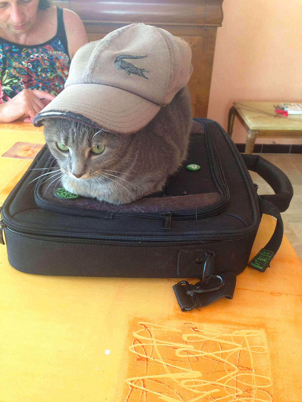 Moki participe au concours pour gagner de l'argent avec cette photo : carnivore, cat, felidae, russian_blue, small_to_medium_sized_cats, whiskers