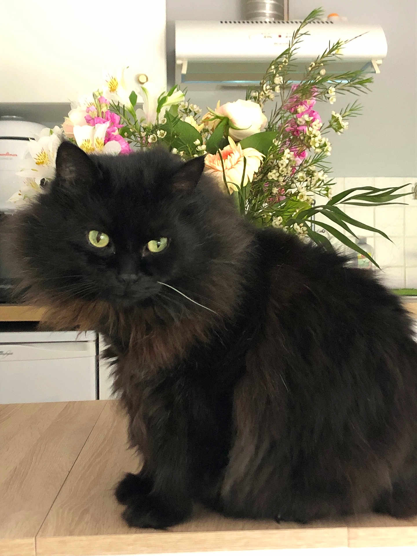 Pépère a rejoint le concours — aidez-le/la à gagner de superbes lots ! cat, black_cat, fluffy, green_eyes, indoor, wooden_countertop, flowers, bouquet, plant, feline, pet, domestic_animal, fur, table, kitchen, closeup, portrait, animal, cute, sitting
