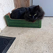 Pépère a rejoint le concours — aidez-le/la à gagner de superbes lots ! cat, black_cat, green_eyes, cardboard_box, concrete_floor, wooden_wall, door, mat, pet, feline, resting, cozy, indoor, fur, animal, cute, domestic, portrait, relaxed, small_space