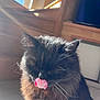 cat, black_cat, fluffy, tongue_out, licking, sunlight, window_light, indoor, feline, whiskers, ears, fur, pet, cute, animal, cozy, closeup, mammal, domestic_cat, relaxed