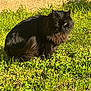 Pépère a rejoint le concours — aidez-le/la à gagner de superbes lots ! cat, black_cat, fluffy, grass, outdoor, sunlight, pet, animal, feline, nature, greenery, sitting, fur, daylight, eyes, mammal, wildlife, portrait, alone, relaxed