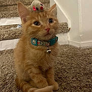 Miley joined the competition — help win amazing prizes! kitten, cat, orange_cat, pet, collar, bell, toy_mouse, carpet, stairs, indoor, feline, cute, young_cat, animal, curious, sitting, fluffy, whiskers, ears, small