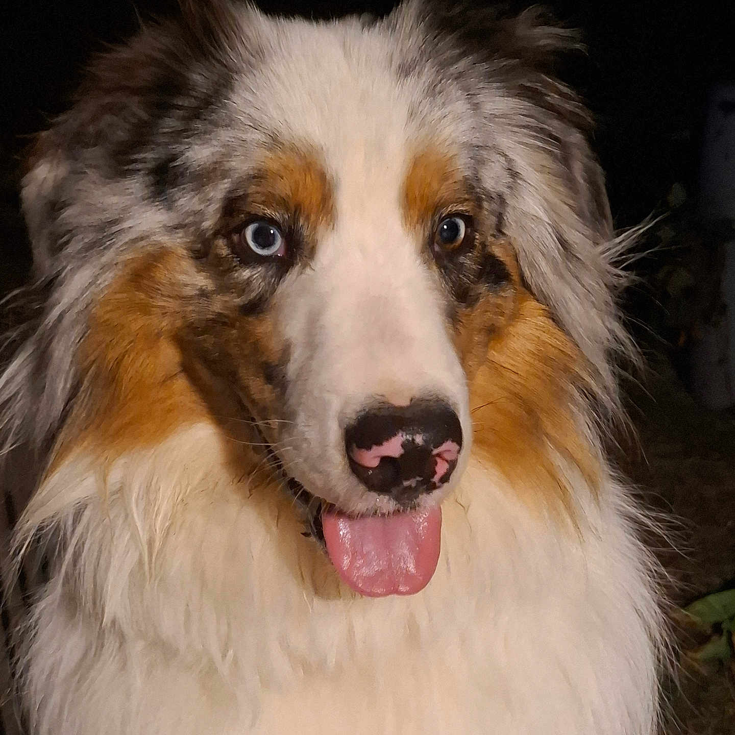 Gluglu a rejoint le concours — aidez-le/la à gagner de superbes lots ! dog, portrait, close_up, fluffy, long_hair, merle_coat, blue_eye, brown_eye, heterochromia, tongue_out, happy, friendly, pet, canine, face, fur, outdoor, dark_background, photography, animal
