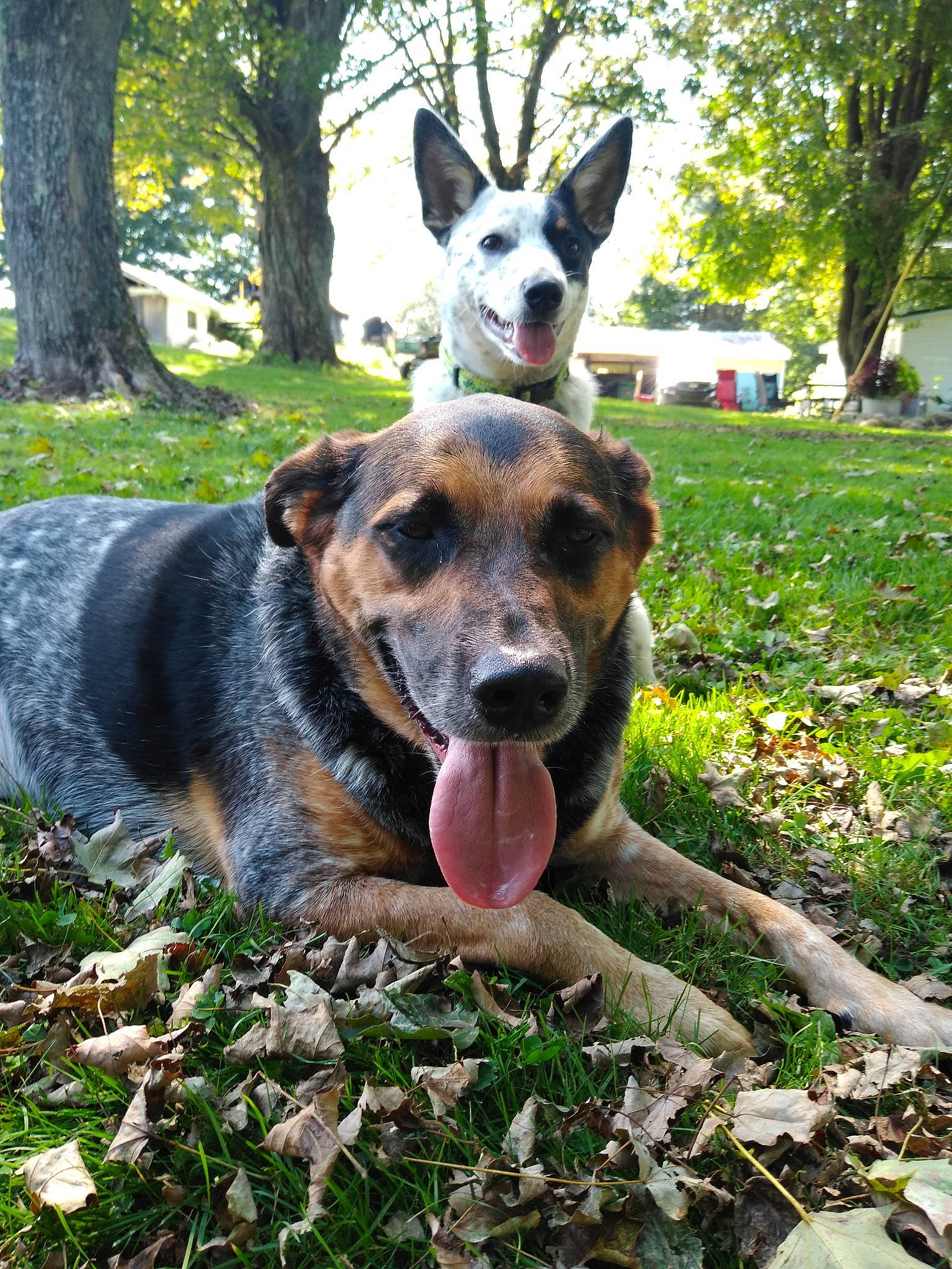 Daniel joined the competition — help win amazing prizes! adventure, australian_cattle_dog, canidae, carnivore, collar, companion_dog, dog, dog_breed, east_european_shepherd, fawn, garden, grass, green, herding_dog, leisure, plant, sporting_group, tree, window, working_dog