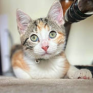 Nezzie joined the competition — help win amazing prizes! kitten, cat, pet, animal, close_up, green_eyes, pink_nose, fur, whiskers, paw, carpet, indoor, wooden_furniture, cute, young, domestic_cat, tabby, calico, lying_down, curious