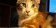 Nezzie is registered to the contest to win money with this photo: cat, calico, feline, pet, fur, whiskers, ears, eyes, indoor, window, soft_surface, relaxed, portrait, animal, cute, domestic_animal, closeup, orange, white, black