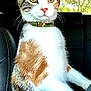 Nezzie joined the competition — help win amazing prizes! cat, calico, pet, animal, car_interior, seat, collar, curious, wide_eyes, feline, whiskers, fur, indoor, vehicle, window, nature_outside, portrait, sitting, domestic_animal, closeup