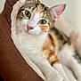 Nezzie is registered to the contest to win money with this photo: cat, calico_cat, pet_bed, cozy, indoor, feline, animal, close_up, relaxed, resting, soft_fur, green_eyes, whiskers, cute, domestic_cat, portrait, comfortable, brown, white, orange