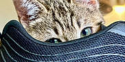 Lua joined the competition — help win amazing prizes! cat, kitten, tabby, peeking, sneaker, shoe, curious, playful, closeup, indoor, texture, feline, ears, eyes, black, footwear, pet, cute, animal, whiskers
