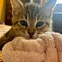 Lua joined the competition — help win amazing prizes! kitten, cat, tabby, close_up, pet, feline, whiskers, ears, blanket, soft, cozy, indoor, fur, curious, young, animal, cute, bedroom, resting, warm_light