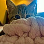 Lua joined the competition — help win amazing prizes! kitten, cat, blanket, soft, fluffy, peeking, eyes, ears, indoors, cozy, warm_light, curious, fur, closeup, pet, animal, cute, feline, home, comfort