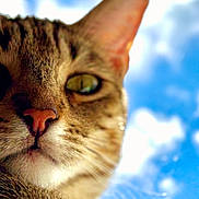 Lua is registered to the contest to win money with this photo: cat, tabby_cat, close_up, face, whiskers, nose, green_eye, fur, outdoor, sky, clouds, daylight, curious, pet, animal, mammal, portrait, nature, cute, feline