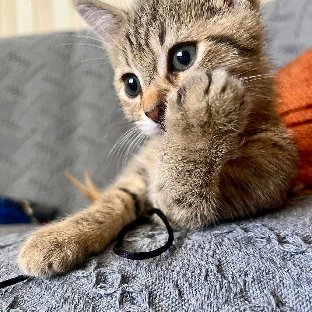 Lua joined the competition — help win amazing prizes! animal, blanket, blurred_background, cat, close_up, curious, cute, eyes, feline, fur, indoor, kitten, paw, pet, resting, soft, tabby, texture, whiskers, young