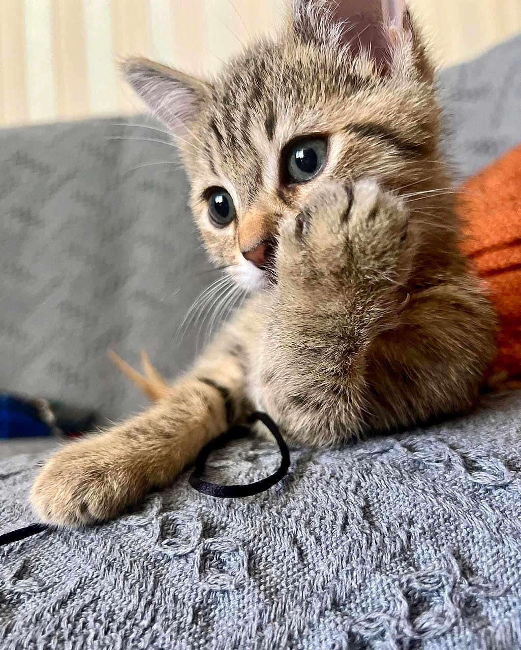 Lua joined the competition — help win amazing prizes! kitten, tabby, cat, paw, close_up, fur, whiskers, eyes, texture, blanket, indoor, cute, pet, animal, resting, soft, blurred_background, curious, young, feline