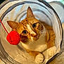 cat, orange_cat, white_paws, tunnel, toy, red_pom_pom, indoor, pet, curious, whiskers, feline, playful, close_up, cute, animal, household, carpet, relaxed, looking_up, domestic_cat
