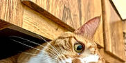 Ginger is registered to the contest to win money with this photo: cat, orange_cat, white_fur, whiskers, close_up, wooden_cabinet, floor, pet, animal, curious, indoor, feline, ears, nose, eyes, portrait, relaxed, domestic_cat, cute, resting