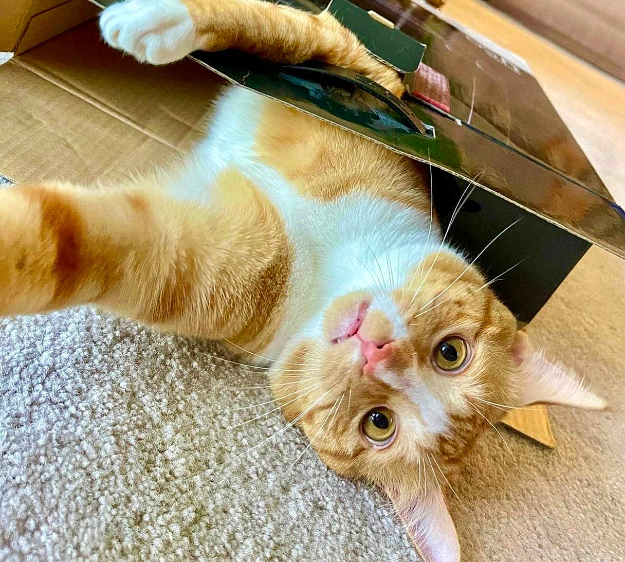Ginger