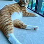 cat, tabby, orange_cat, white_paws, indoor, floor, tile, balcony, railing, pet, animal, relaxed, laying_down, looking_back, curious, whiskers, ears, outdoor_view, daylight, feline