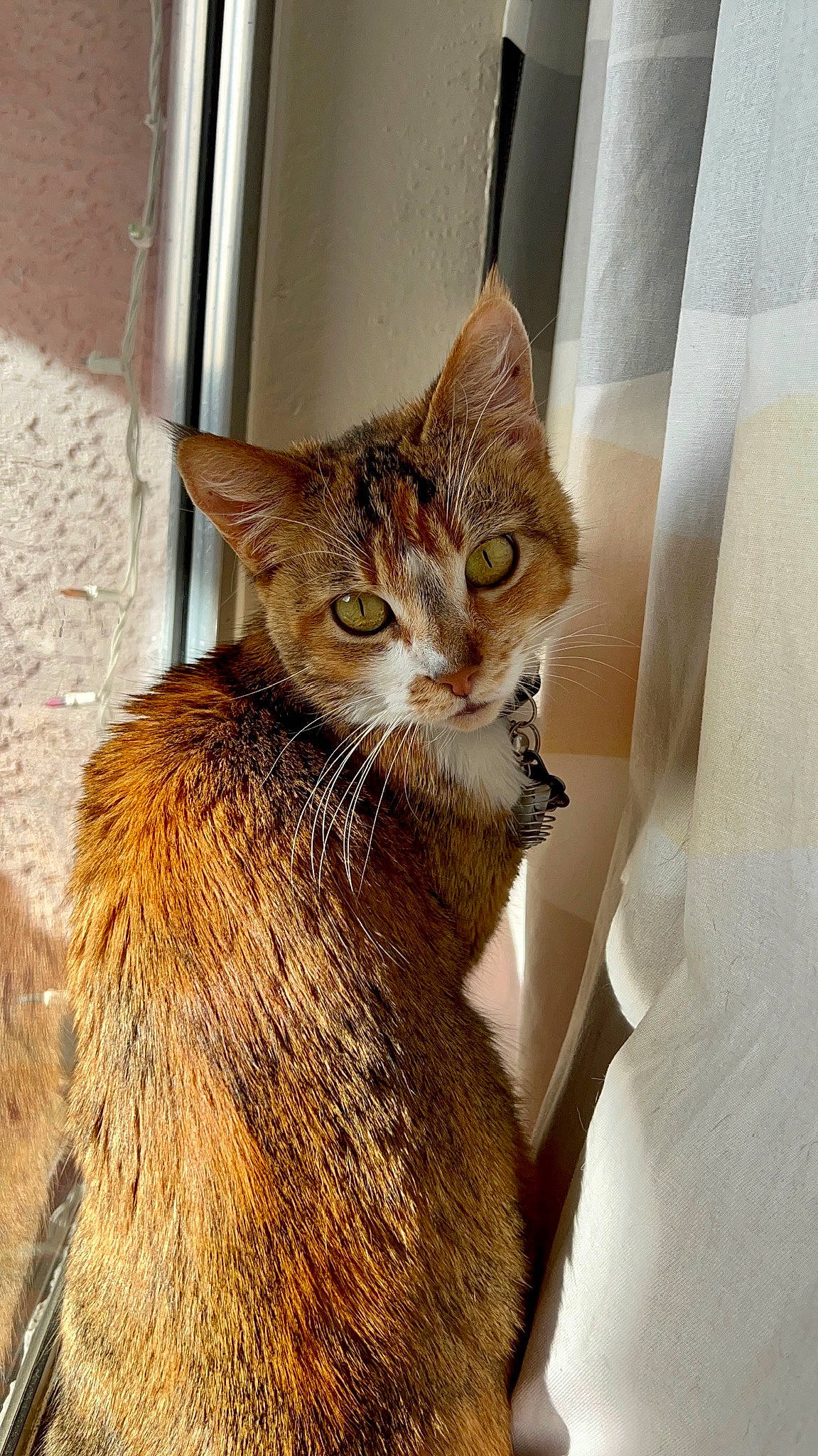 Turnip joined the competition — help win amazing prizes! brown, carnivore, cat, domestic_short_haired_cat, door, fawn, felidae, fur, small_to_medium_sized_cats, snout, tail, terrestrial_animal, whiskers, wildlife, window