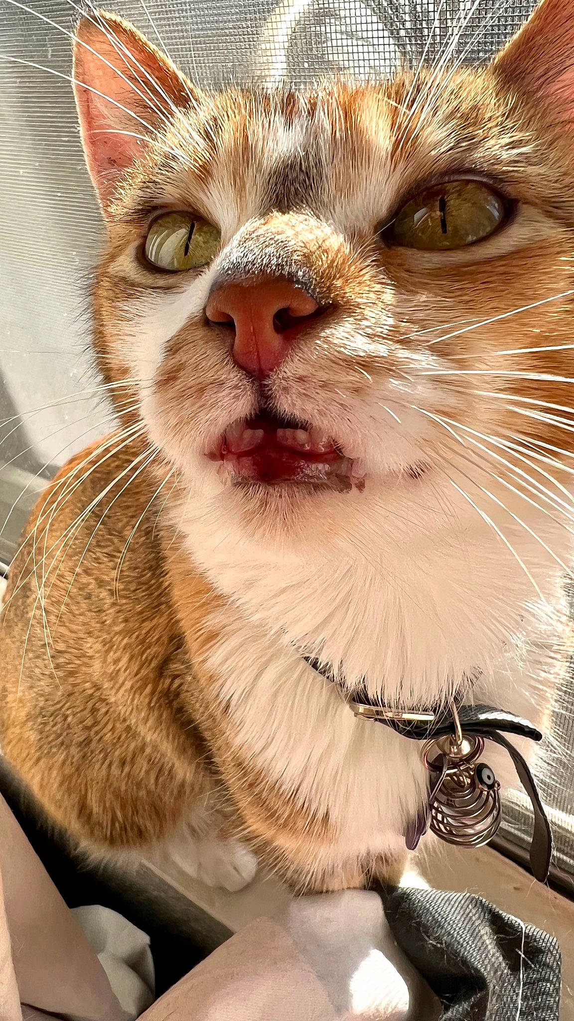 Turnip is registered to the contest to win money with this photo: carnivore, cat, close_up, collar, curious, domestic_short_haired_cat, eyelash, felidae, fur, iris, paw, small_to_medium_sized_cats, snout, terrestrial_animal, whiskers, wildlife, window