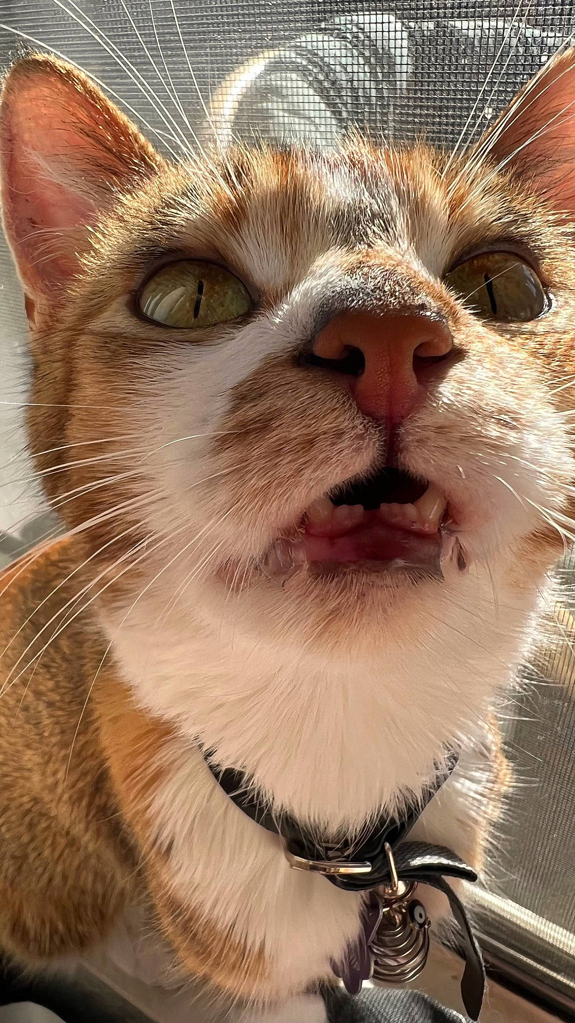 Turnip is registered to the contest to win money with this photo: beard, carnivore, cat, close_up, domestic_short_haired_cat, eyelash, fawn, felidae, fur, moustache, small_to_medium_sized_cats, snout, terrestrial_animal, whiskers, wildlife, window
