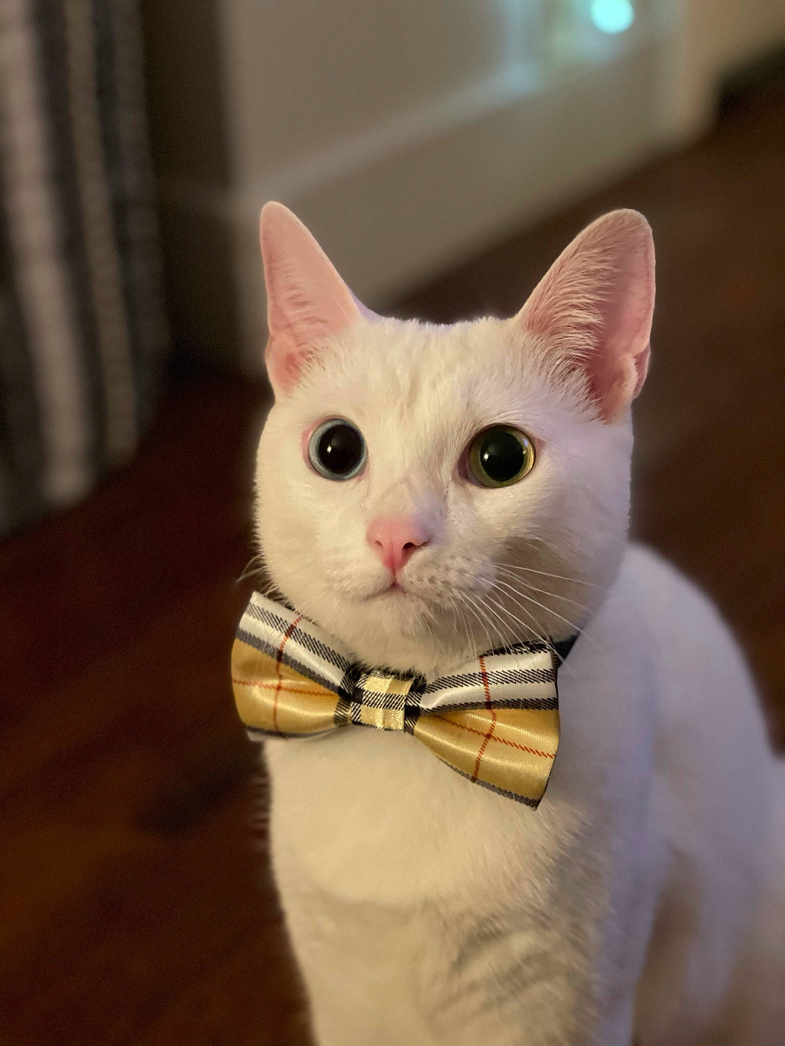 Bjorn joined the competition — help win amazing prizes! carnivore, cat, collar, curtain, domestic_short_haired_cat, ear, eye, fawn, felidae, fur, head, paw, small_to_medium_sized_cats, snout, tail, terrestrial_animal, whiskers