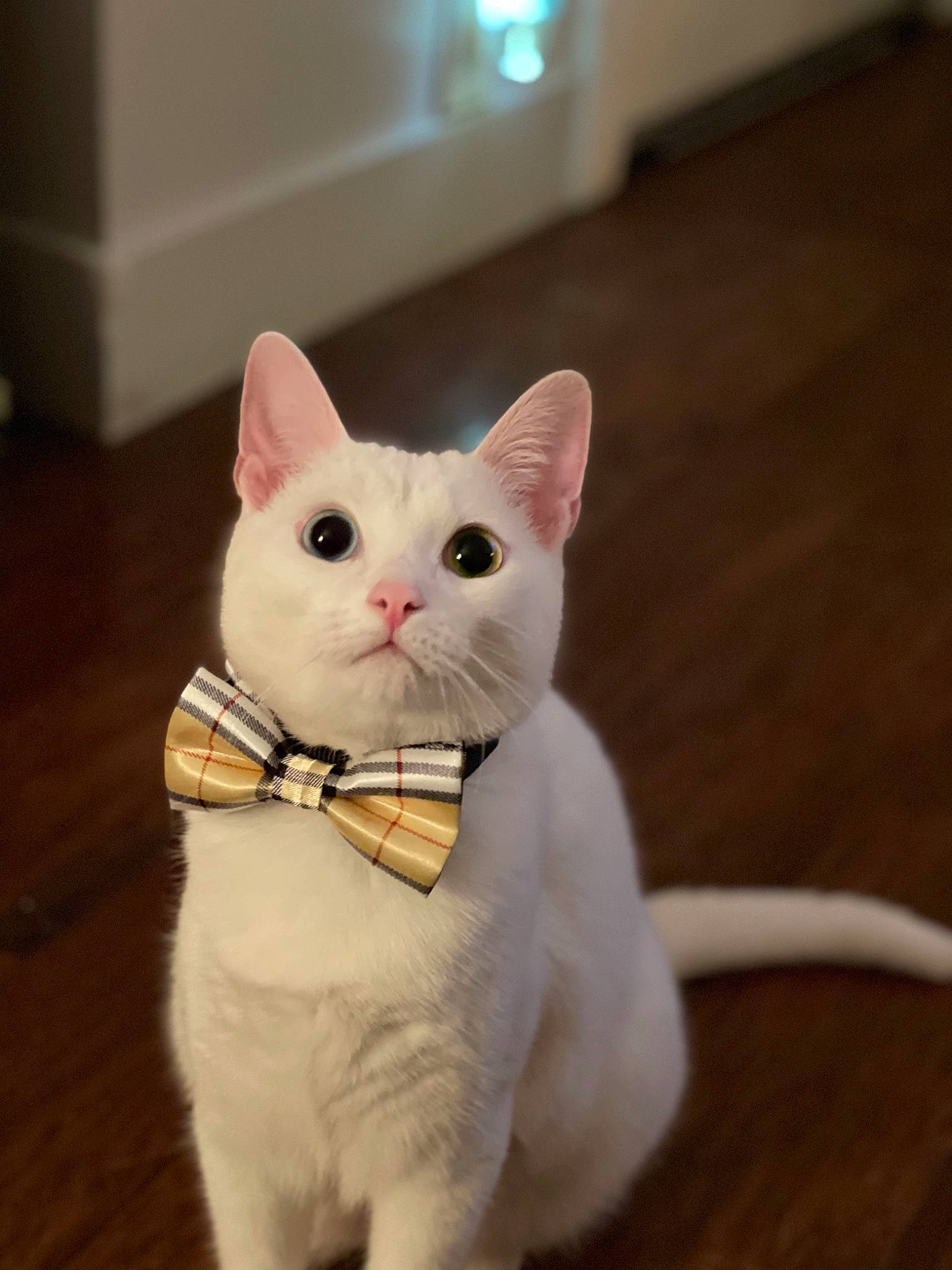 Bjorn is registered to the contest to win money with this photo: art, carnivore, cat, collar, domestic_short_haired_cat, ear, fawn, felidae, flooring, foot, fur, hardwood, paw, sitting, small_to_medium_sized_cats, snout, tail, terrestrial_animal, whiskers, wood