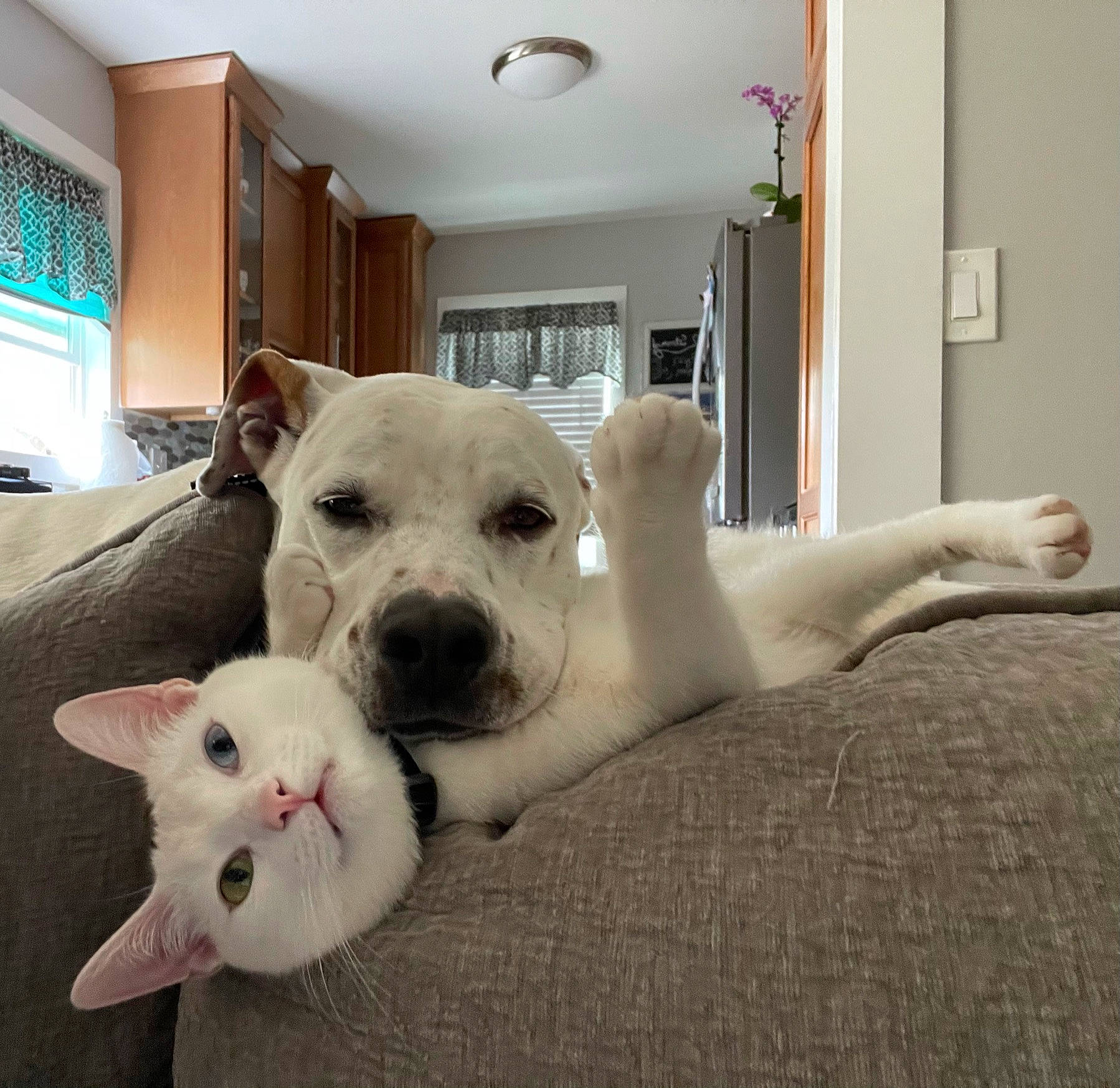 Bjorn is registered to the contest to win money with this photo: canidae, carnivore, cat, comfort, companion_dog, couch, dog, dog_breed, fawn, felidae, flooring, paw, picture_frame, room, small_to_medium_sized_cats, snout, sporting_group, tail, whiskers, window