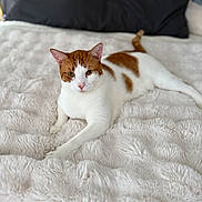 Taz joined the competition — help win amazing prizes! cat, orange_and_white, animal, pet, feline, indoor, bed, blanket, soft_texture, relaxed, lying_down, cozy, fur, ears, whiskers, paws, resting, cute, domestic, comfort