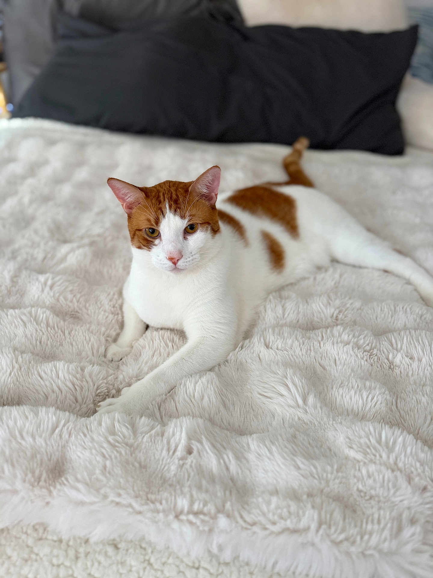 Taz joined the competition — help win amazing prizes! cat, orange_and_white, animal, pet, feline, indoor, bed, blanket, soft_texture, relaxed, lying_down, cozy, fur, ears, whiskers, paws, resting, cute, domestic, comfort