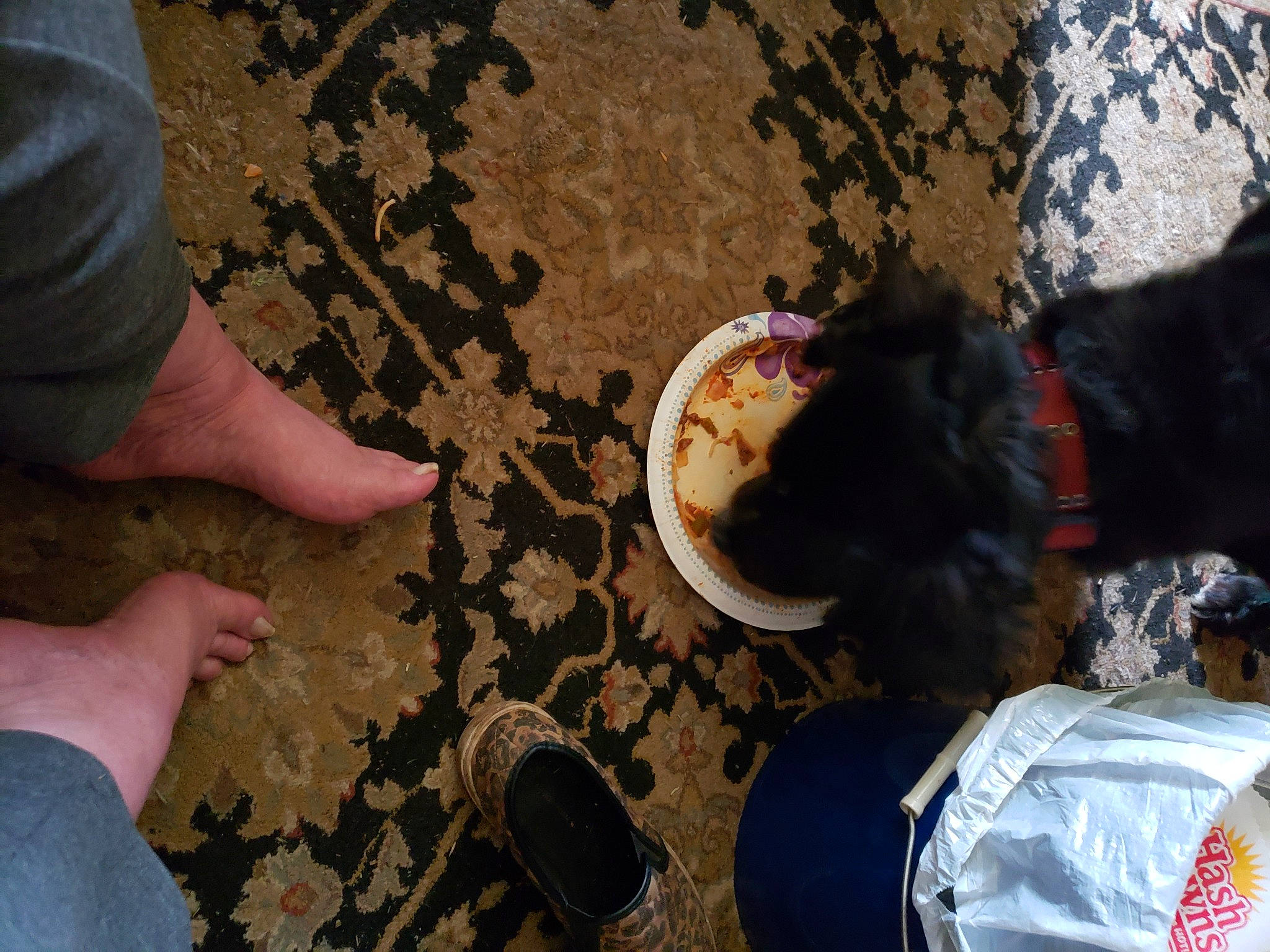 Falcon joined the competition — help win amazing prizes! canidae, floor, flooring, sporting_group