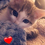 Titi a rejoint le concours — aidez-le/la à gagner de superbes lots ! animal, blanket, cat, closeup, comfort, cozy, curious, cute, eyes, feline, fur, heart_emoji, indoor, kitten, pet, resting, snuggle, soft, warm, young
