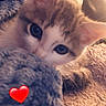 animal, blanket, cat, closeup, comfort, cozy, curious, cute, eyes, feline, fur, heart_emoji, indoor, kitten, pet, resting, snuggle, soft, warm, young