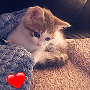Titi a rejoint le concours — aidez-le/la à gagner de superbes lots ! kitten, cat, blanket, couch, cozy, indoor, pet, fur, cute, small, snuggled, resting, young, animal, comfort, soft, warm, heart_emoji, relaxing, domestic
