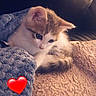 animal, blanket, cat, comfort, couch, cozy, cute, domestic, fur, heart_emoji, indoor, kitten, pet, relaxing, resting, small, snuggled, soft, warm, young