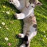 animal, cat, cute, daisies, daylight, feline, flowers, fur, garden, grass, greenery, nature, outdoor, paw, pet, playful, relaxed, resting, summer, sunlight