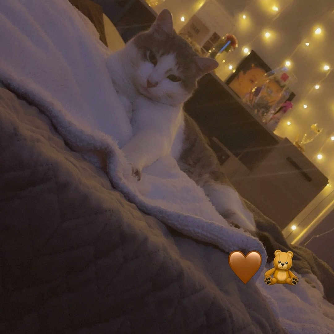 Titi participe au concours pour gagner de l'argent avec cette photo : cat, bed, blanket, fairy_lights, cozy, indoor, pet, feline, relaxed, soft_lighting, warm_colors, decor, nighttime, cute, furry, resting, comfort, home, animal, sleepy