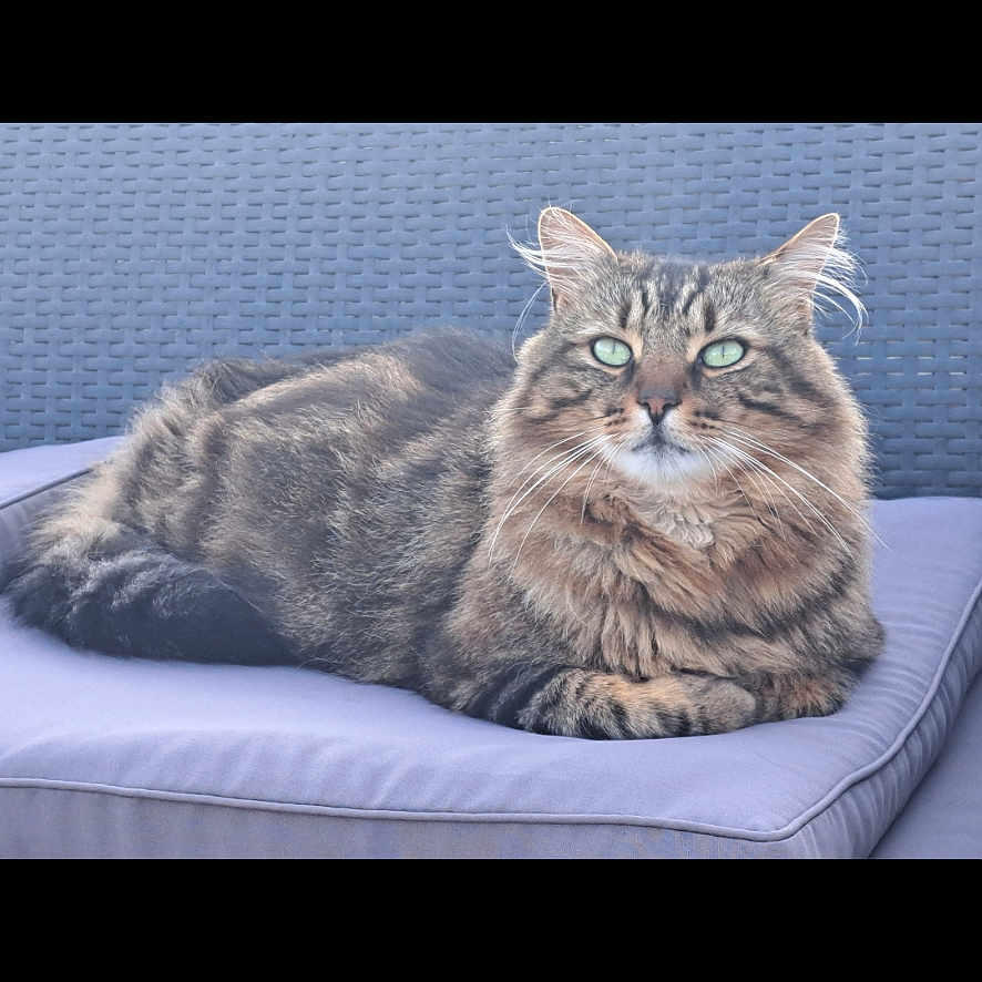 Titi participe au concours pour gagner de l'argent avec cette photo : abyssinian, angora, animal, cat, computer, couch, cushion, egyptiancat, electronics, furniture, homedecor, indoors, interiordesign, kitten, laptop, manx, pc, person, pet, sleeping