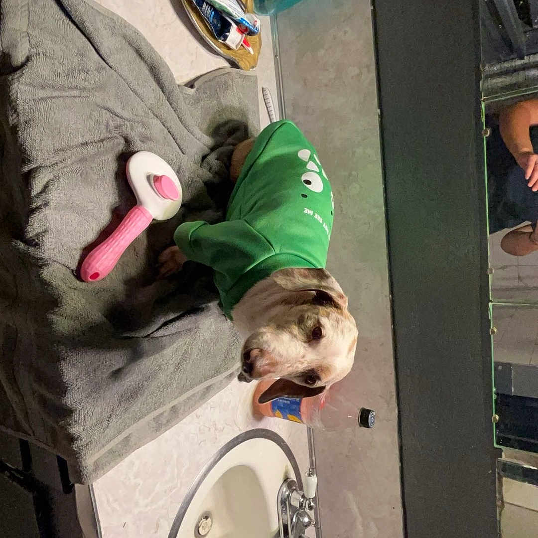 Weinerman is registered to the contest to win money with this photo: animal, basin, bathroom, boxer, brush, bulldog, canine, cutlery, device, dog, head, hound, indoors, interiordesign, person, pet, room, sink, spoon, tool