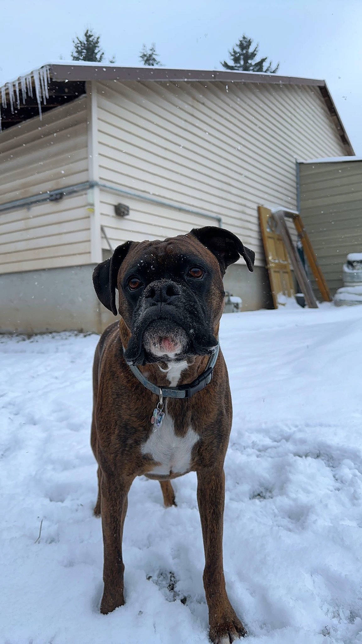 Tank joined the competition — help win amazing prizes! canidae, carnivore, collar, companion_dog, dog, dog_breed, dog_collar, fawn, freezing, fur, guard_dog, liver, molosser, sky, snow, sporting_group, tail, whiskers, winter, working_animal