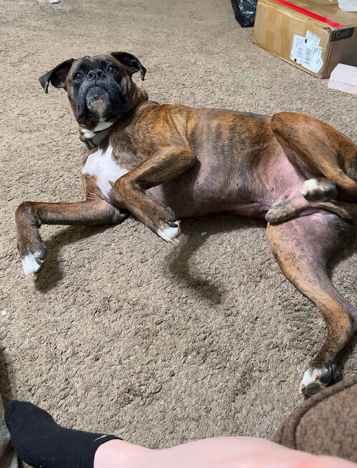 Tank joined the competition — help win amazing prizes! ancient_dog_breeds, canidae, carnivore, collar, companion_dog, dog, dog_breed, fawn, liver, molosser, snout, sporting_group, tail, terrestrial_animal, tire, wheel, working_animal, working_dog, wrinkle