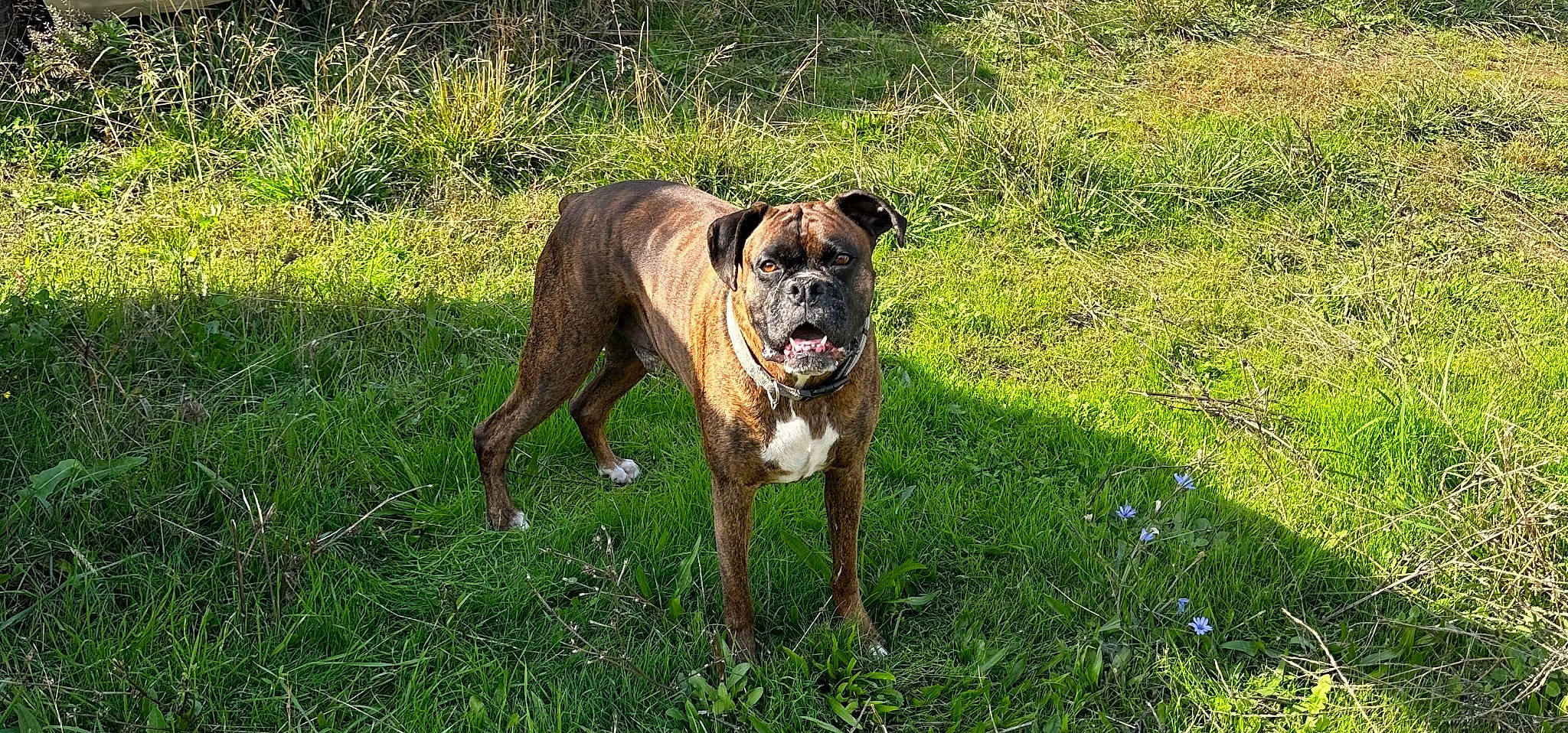 Tank joined the competition — help win amazing prizes! art, boxer, canidae, carnivore, collar, companion_dog, dog, dog_breed, dog_collar, fawn, grass, grassland, groundcover, molosser, plant, snout, sporting_group, tail, terrestrial_animal, working_animal