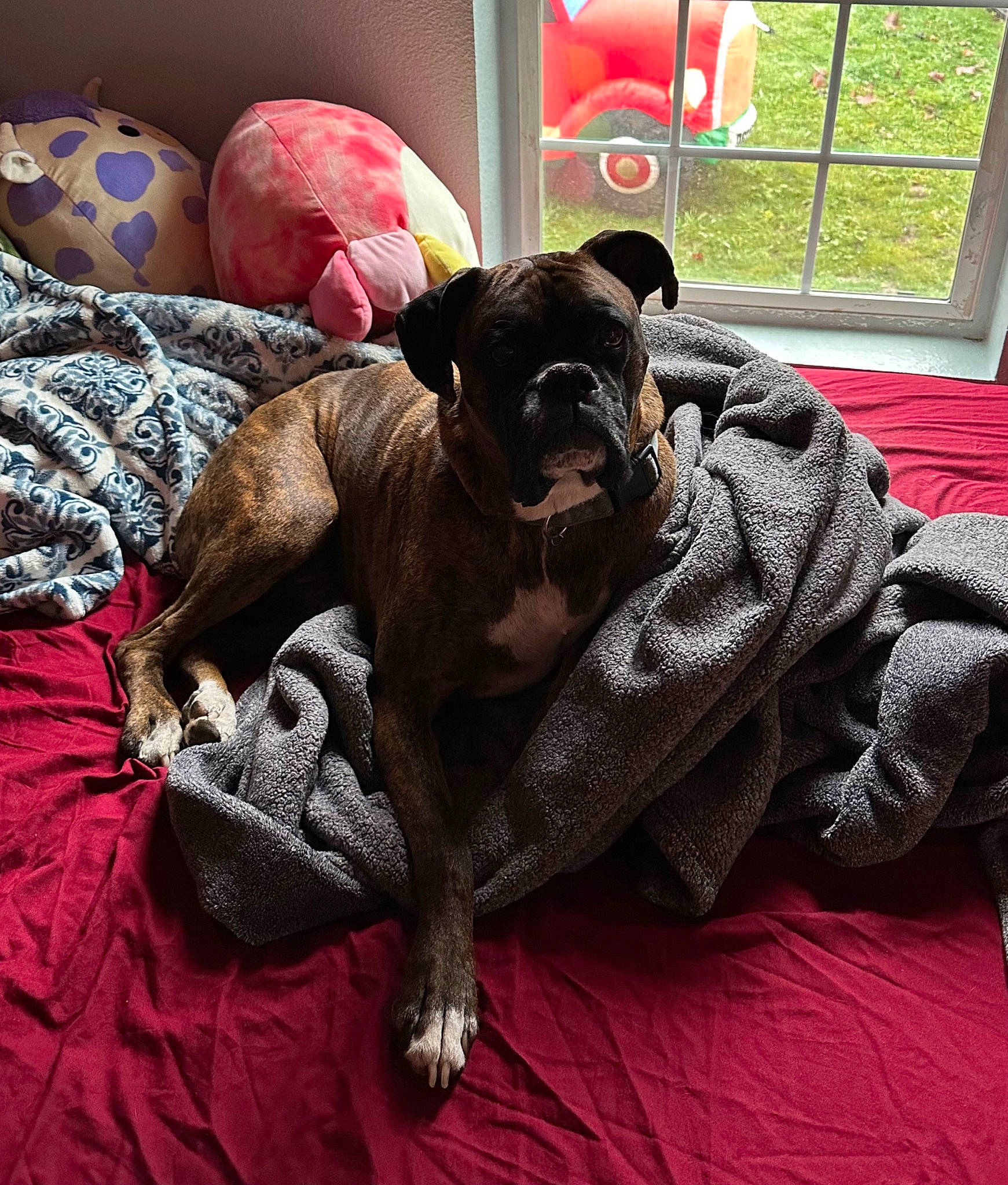 Tank is registered to the contest to win money with this photo: ball, bed, bedding, carnivore, comfort, companion_dog, dog, dog_breed, fawn, felidae, fur, guard_dog, linens, magenta, room, sporting_group, tail, toy, toy_dog, working_animal