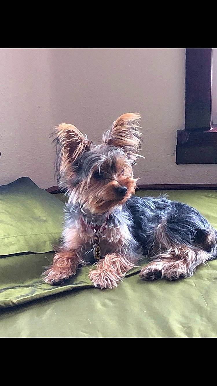 Moose is registered to the contest to win money with this photo: biewer_terrier, canidae, carnivore, companion_dog, dog, dog_breed, dog_supply, grass, liver, small_terrier, snout, sporting_group, terrier, toy_dog, water_dog, yorkipoo